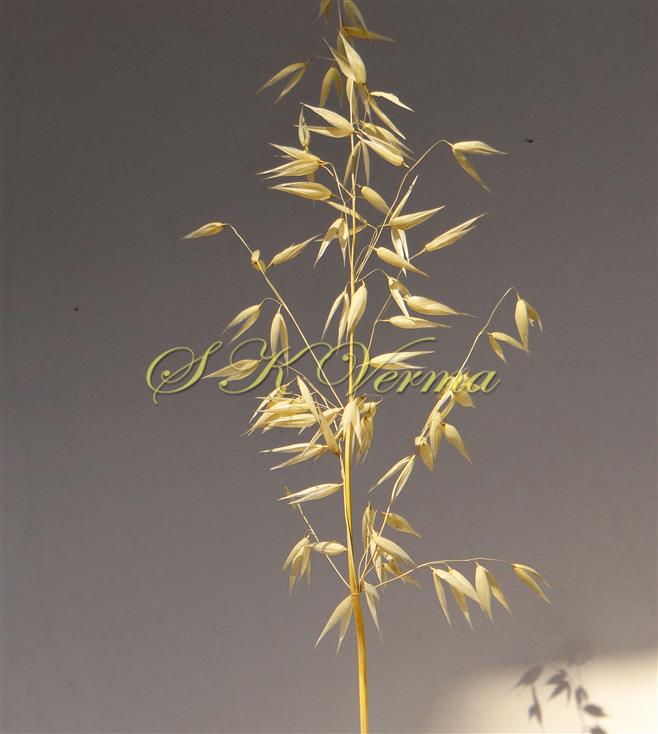 Inflorescence